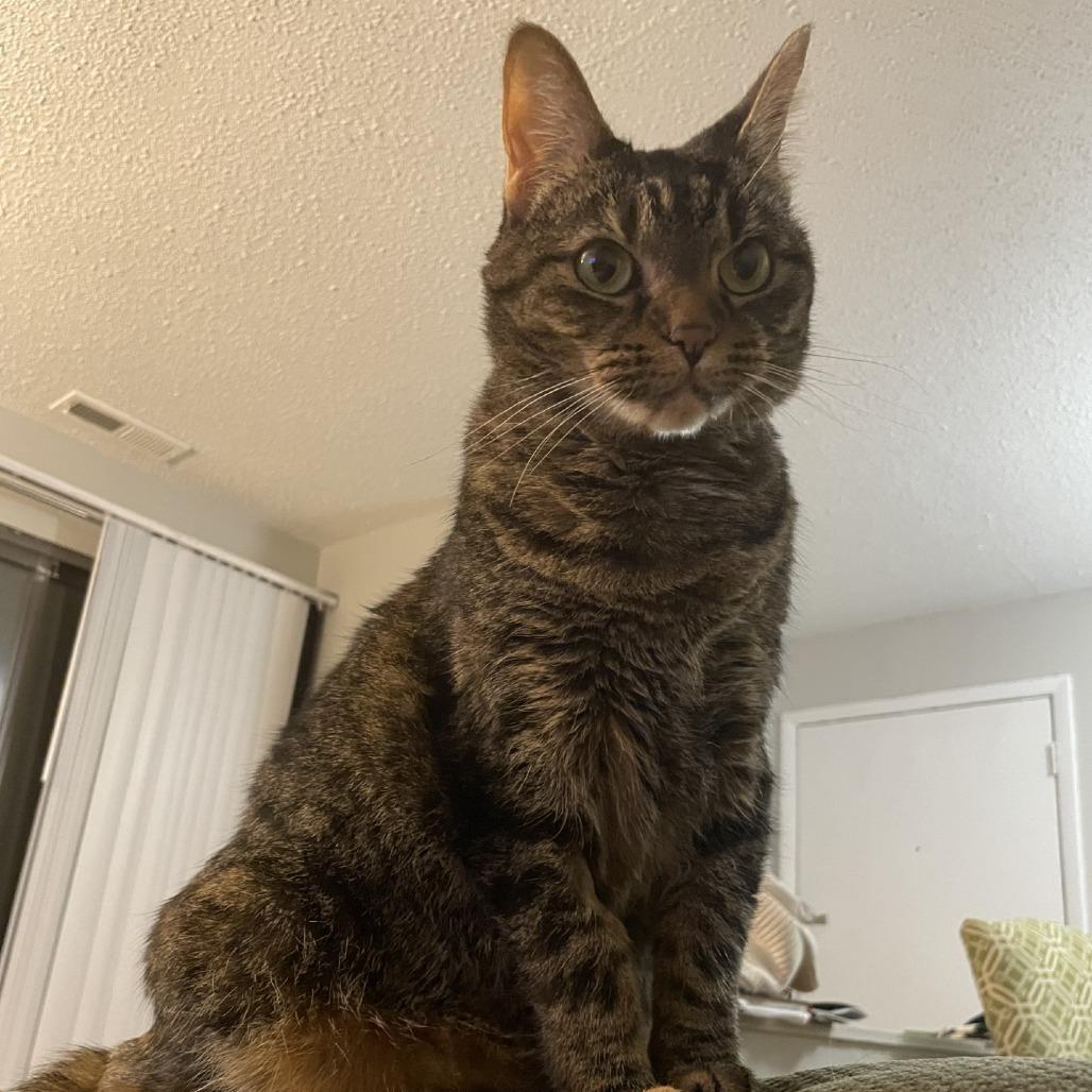 Enlarge Kali, a Adoptable Domestic Short Hair in Champaign, IL image 6/6