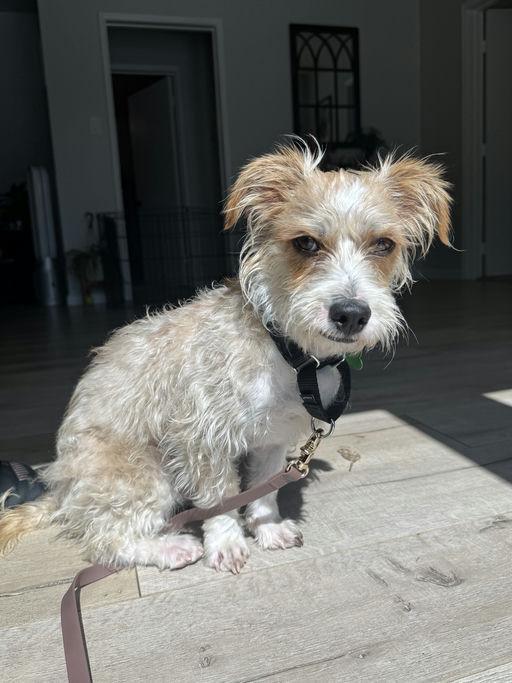 Enlarge Enzo, an adopted Terrier in Los Angeles, CA image 5/6