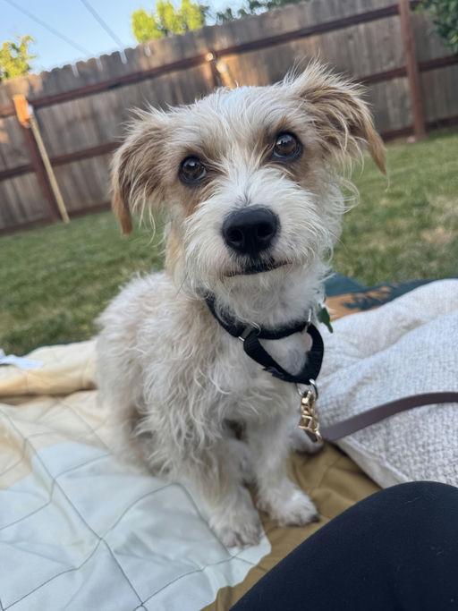 Enlarge Enzo, an adopted Terrier in Los Angeles, CA image 4/6