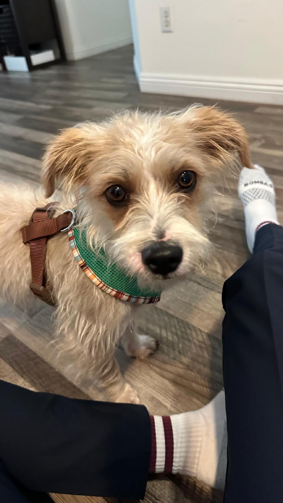 Enlarge Enzo, an adopted Terrier in Los Angeles, CA image 3/6