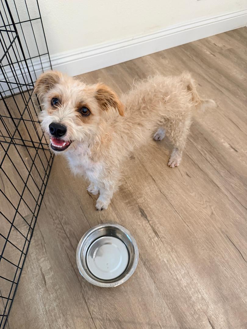 Enlarge Enzo, an adopted Terrier in Los Angeles, CA image 2/6