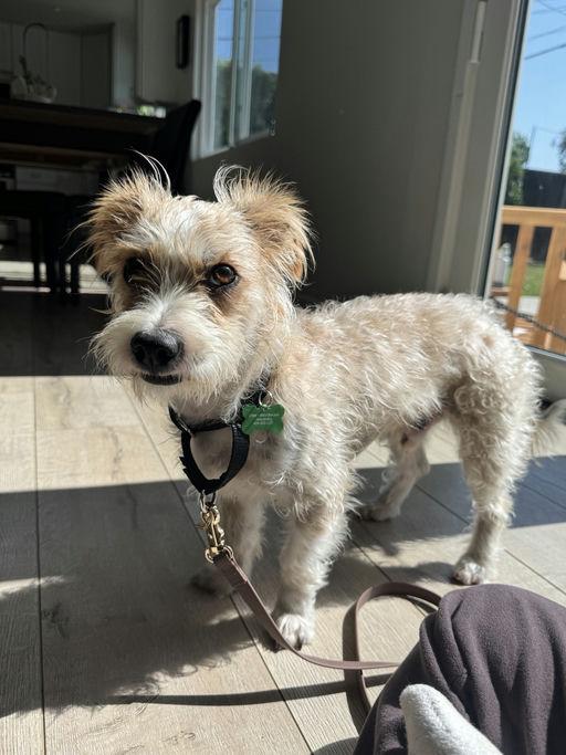 Enlarge Enzo, an adopted Terrier in Los Angeles, CA image 6/6