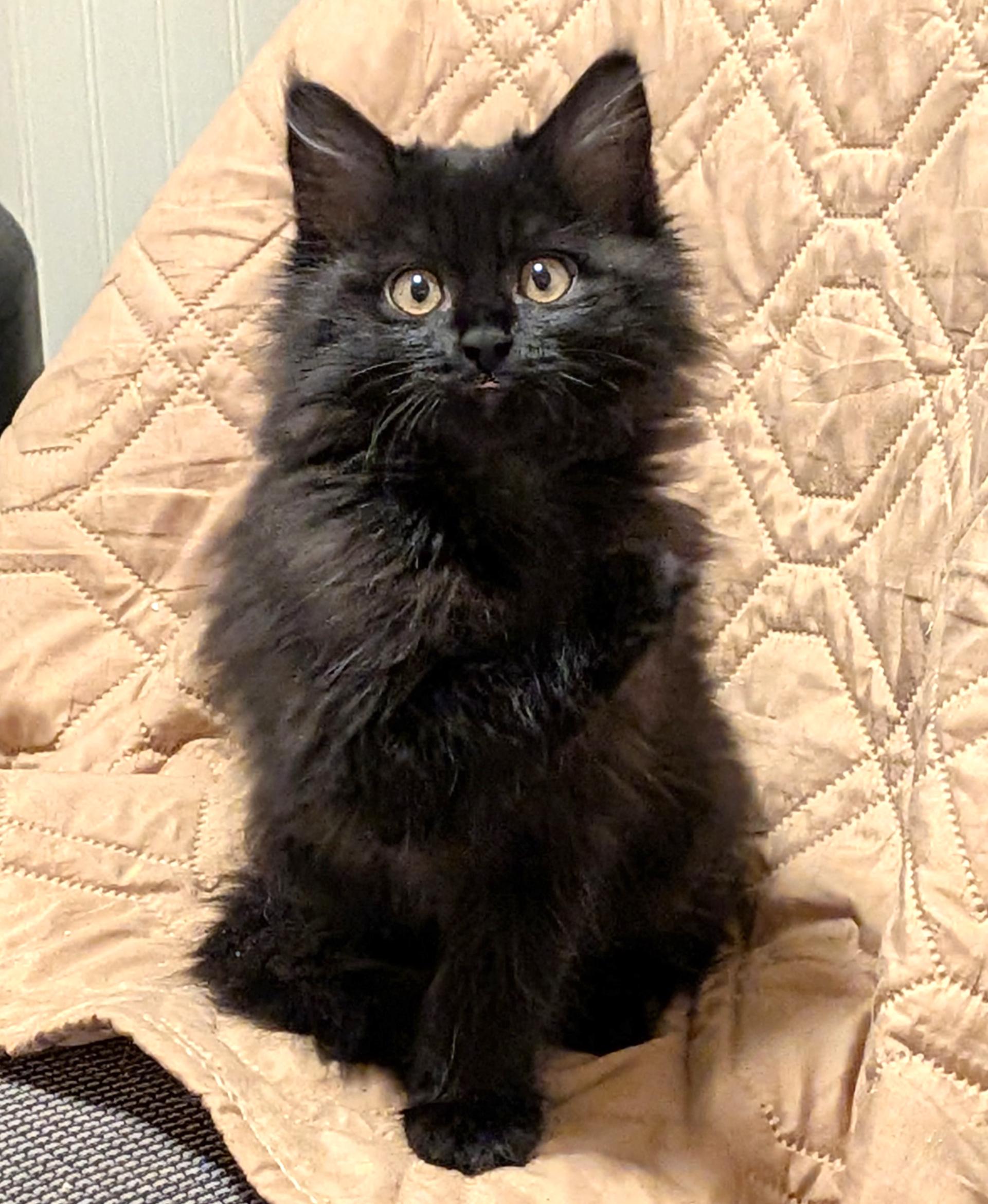 Enlarge Wednesday, an adopted Domestic Long Hair in Cathlamet, WA image 1/4