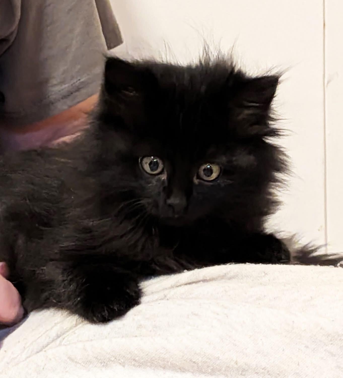 Enlarge Wednesday, an adopted Domestic Long Hair in Cathlamet, WA image 3/4