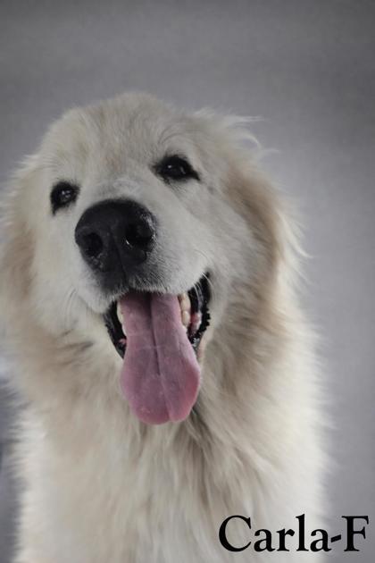Carla, Adoptable, Adult Female Great Pyrenees.