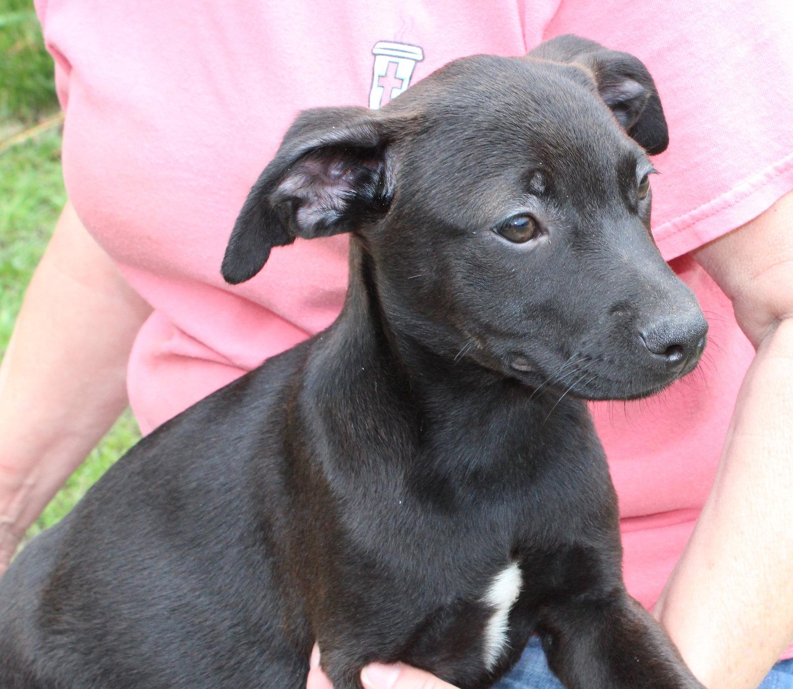 Sophia 43507, Adoptable, Puppy Female Labrador Retriever.