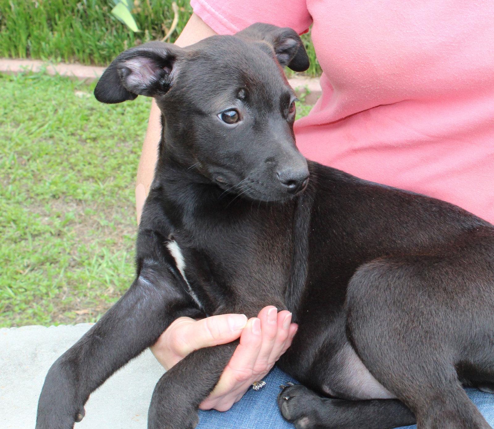 Sophia 43507, a Adoptable Labrador Retriever in Prattville, AL image 2/2