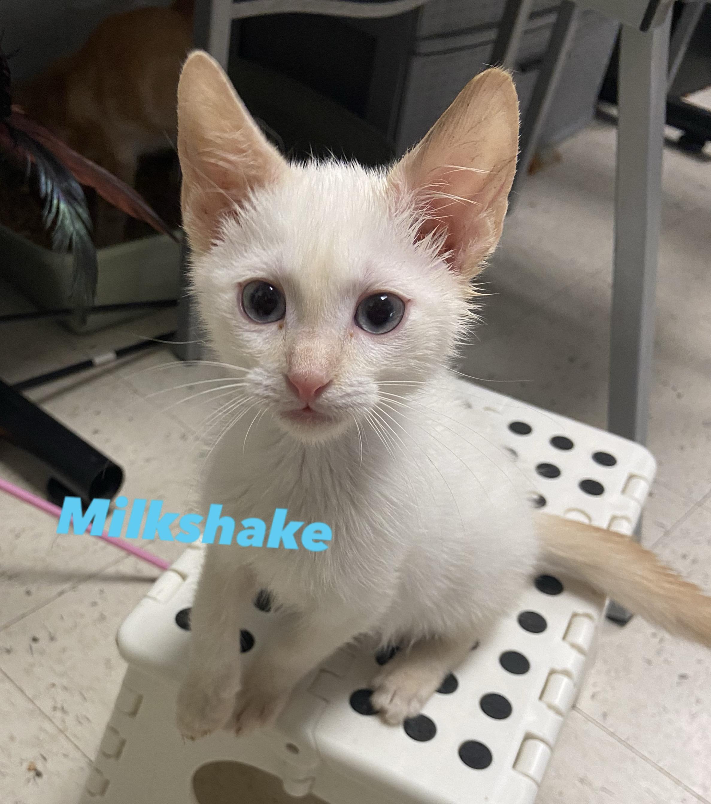 Milkshake
