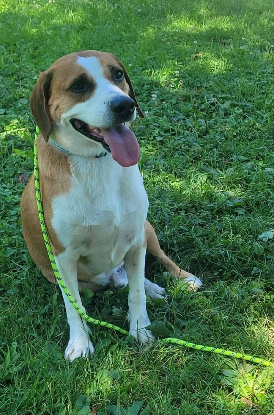 Zion, a ADOPTABLE mixed breed in St. Clairsville, OH image 2/6