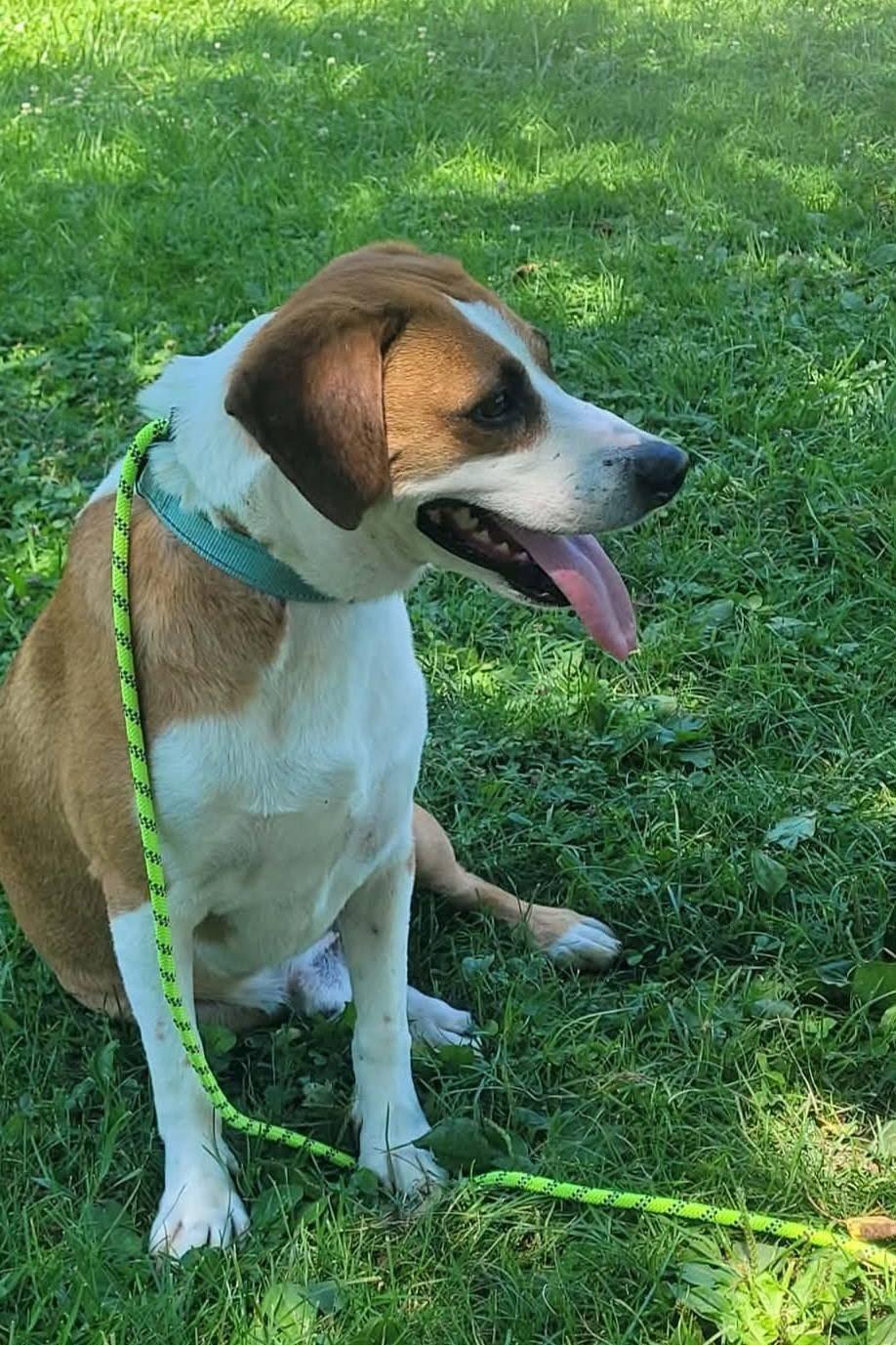 Zion, a ADOPTABLE mixed breed in St. Clairsville, OH image 3/6