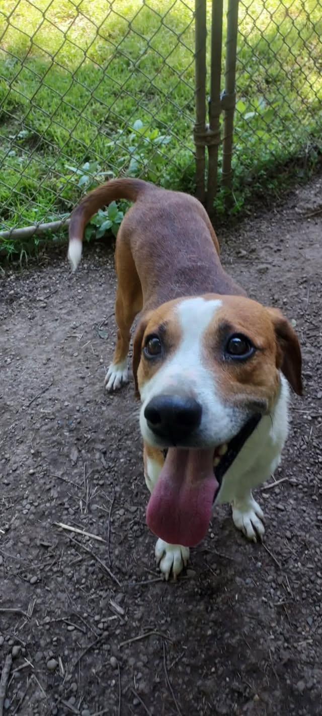 Zion, a ADOPTABLE mixed breed in St. Clairsville, OH image 4/6