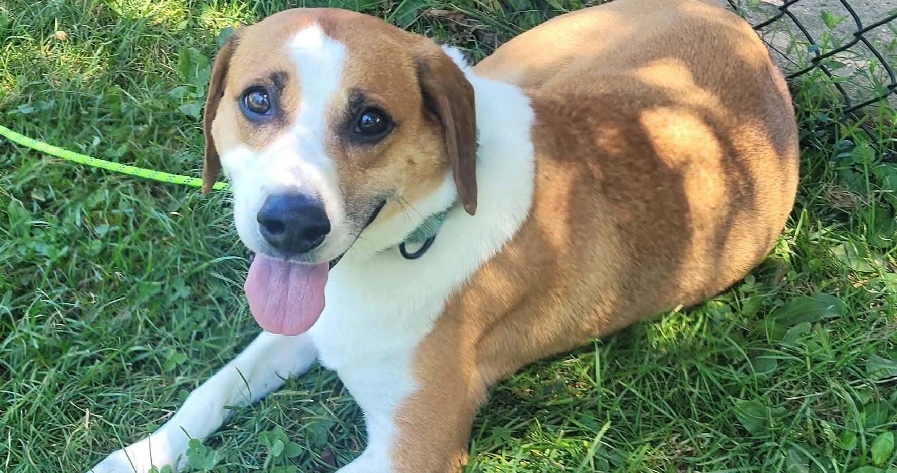 Zion, ADOPTABLE, Young Male Beagle.
