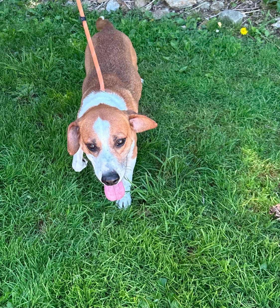 Zion, a ADOPTABLE mixed breed in St. Clairsville, OH image 5/6