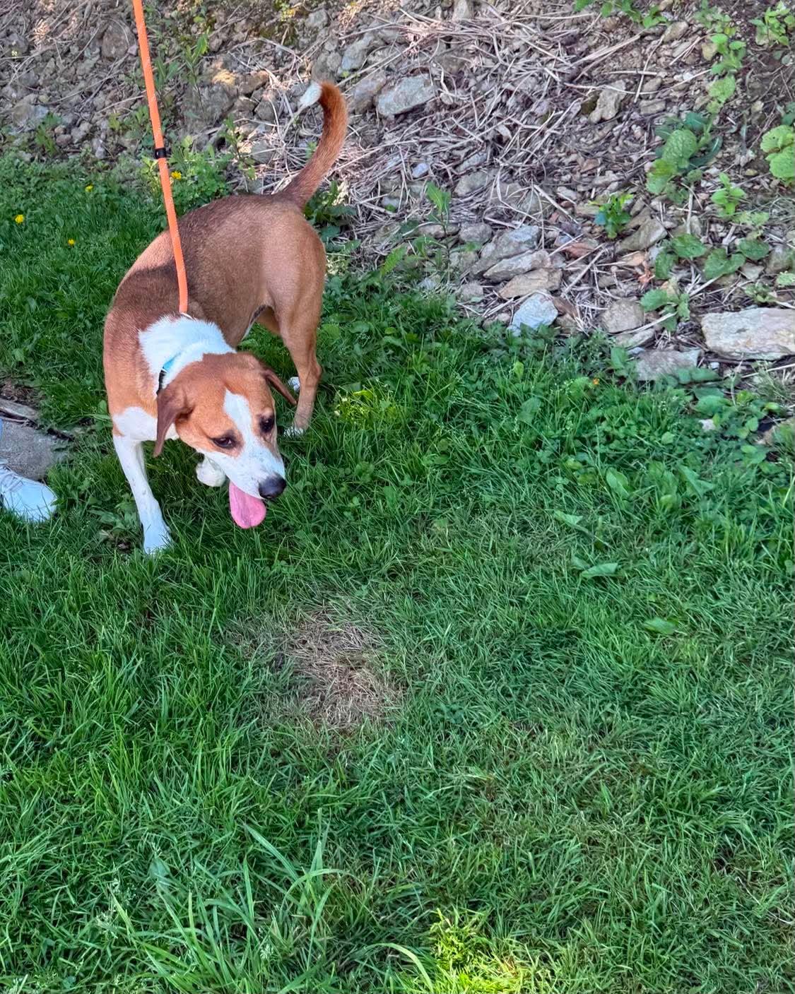 Zion, a ADOPTABLE mixed breed in St. Clairsville, OH image 6/6