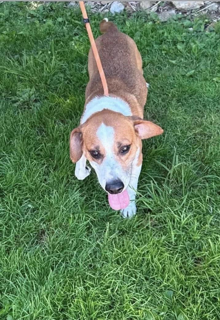 Enlarge Zion, a ADOPTABLE Hound in St. Clairsville, OH image 1/2