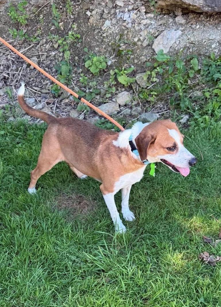 Enlarge Zion, a ADOPTABLE Hound in St. Clairsville, OH image 2/2