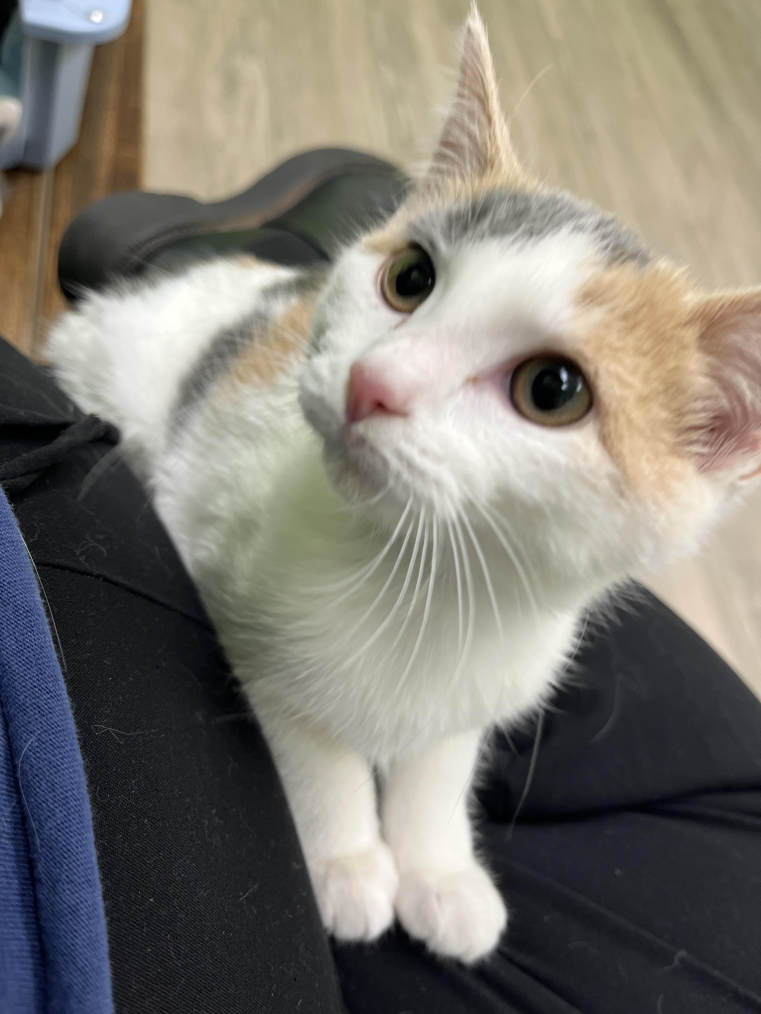 Enlarge Cholula, a Adoptable Dilute Calico in Columbus, OH image 5/6