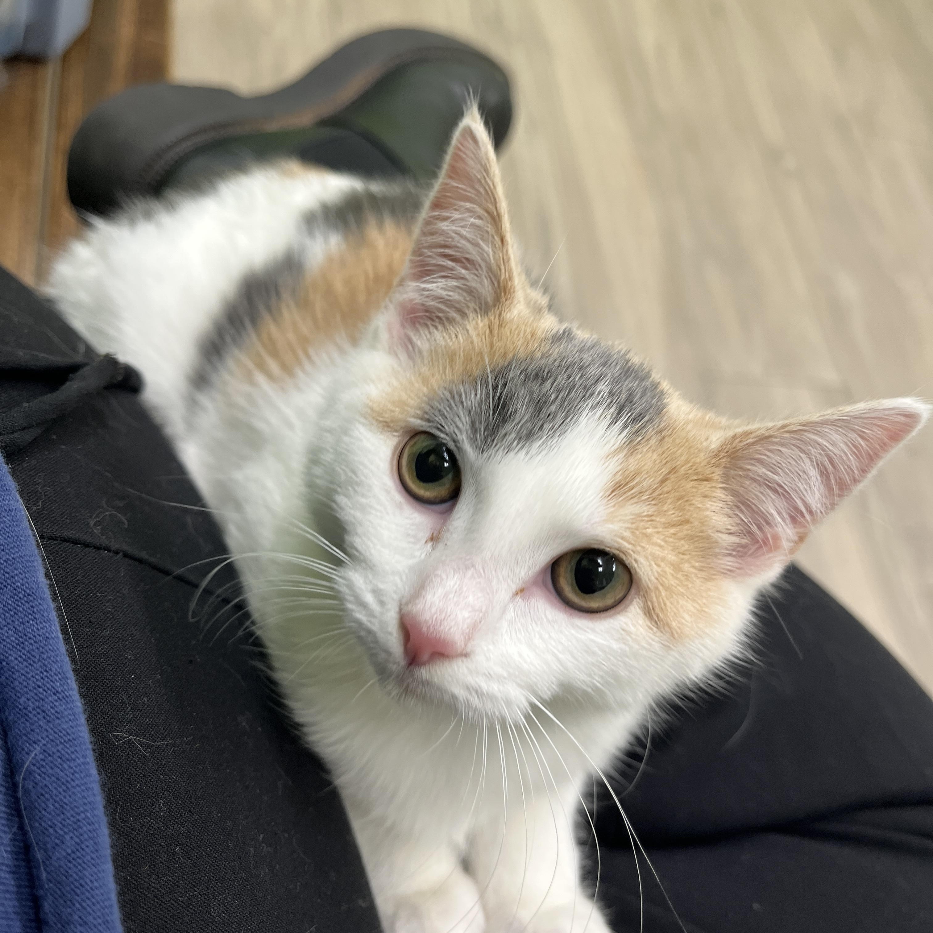 Enlarge Cholula, a Adoptable Dilute Calico in Columbus, OH image 1/6