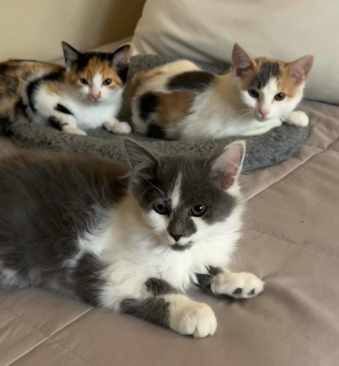 Enlarge Cholula, a Adoptable Dilute Calico in Columbus, OH image 2/6