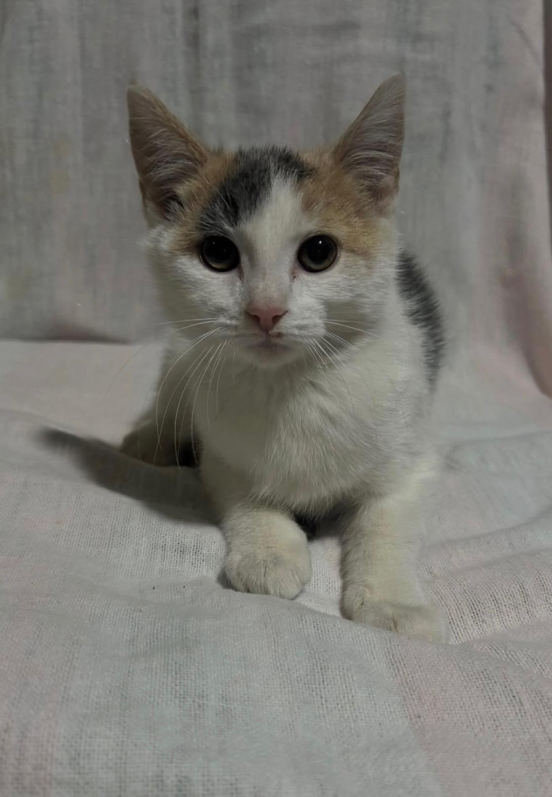 Enlarge Cholula, a Adoptable Dilute Calico in Columbus, OH image 3/6