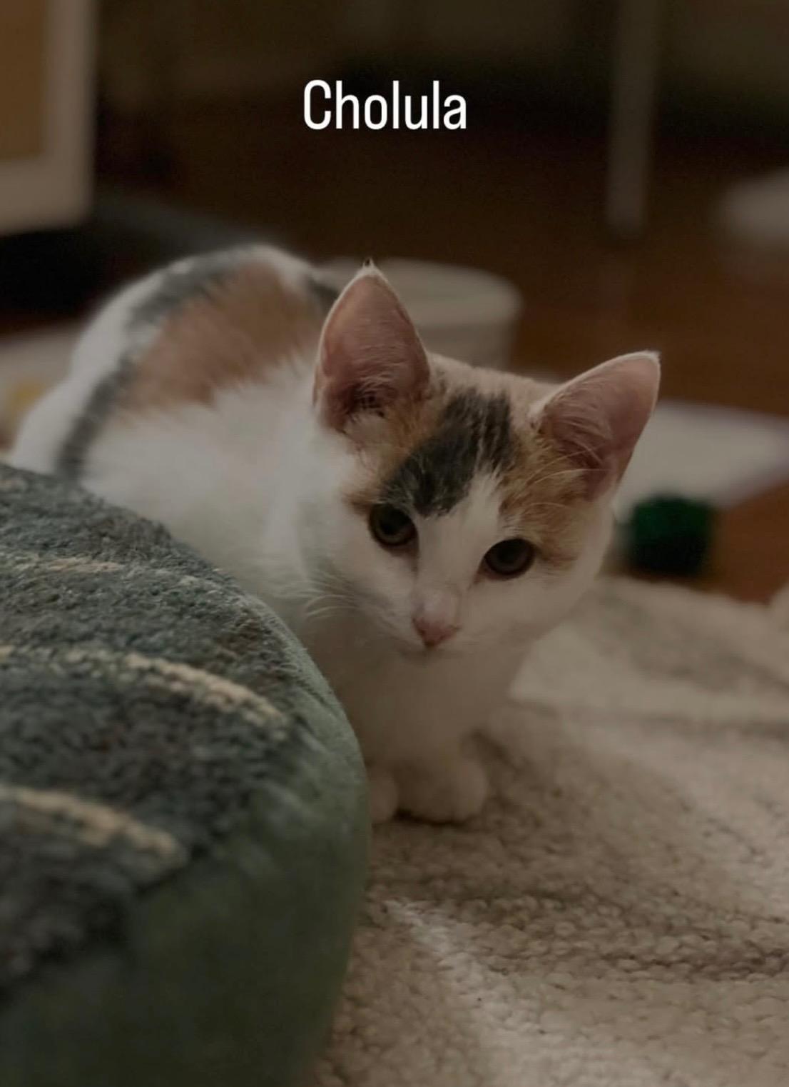 Enlarge Cholula, a Adoptable Dilute Calico in Columbus, OH image 4/6