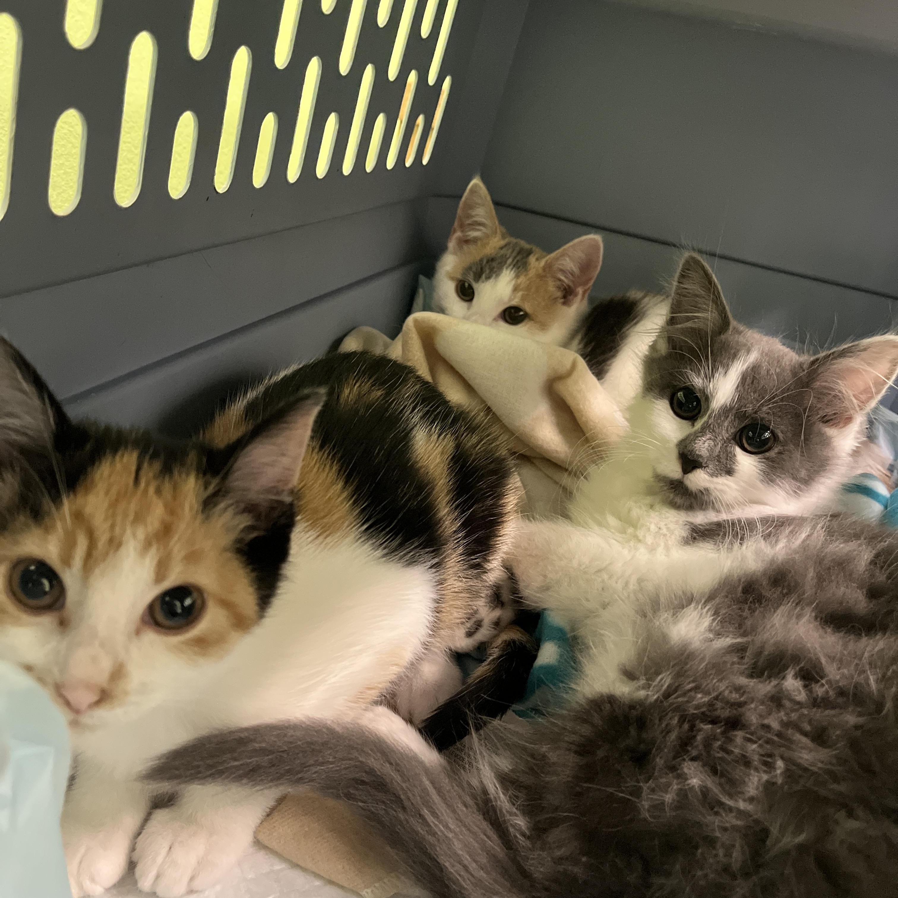 Enlarge Cholula, a Adoptable Dilute Calico in Columbus, OH image 6/6