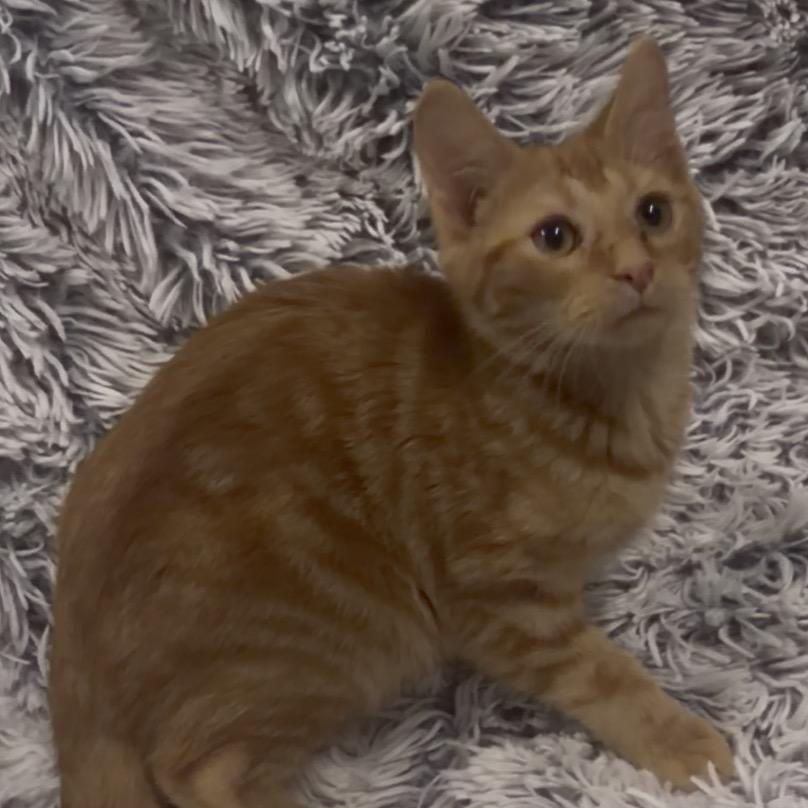 Nala, Adoptable, Kitten Female Domestic Short Hair.