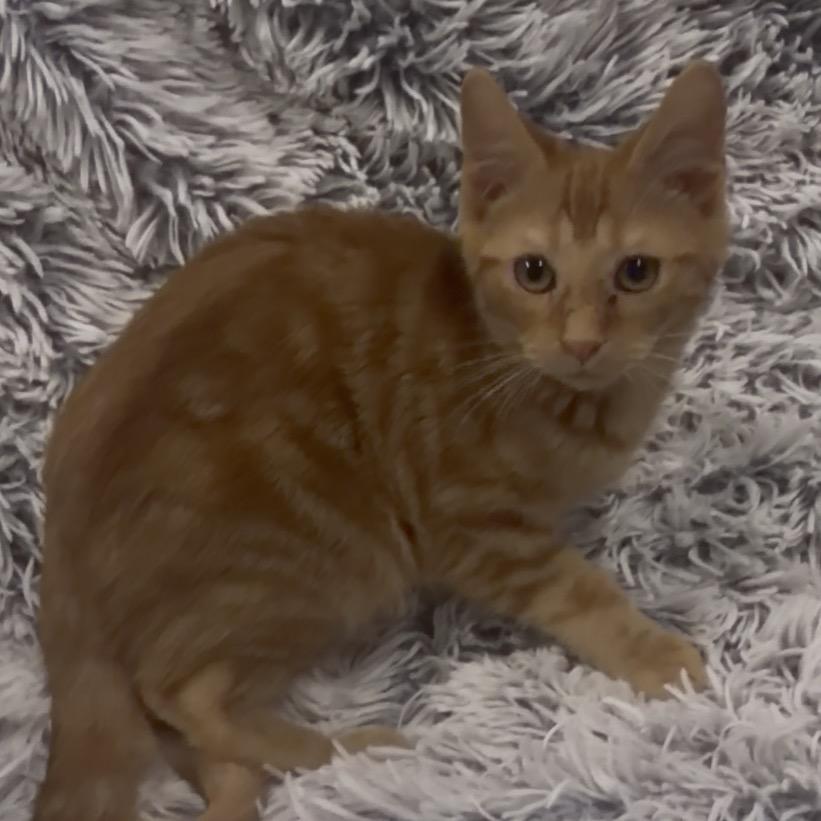 Enlarge Nala, a Adoptable Domestic Short Hair in Mocksville, NC image 3/6