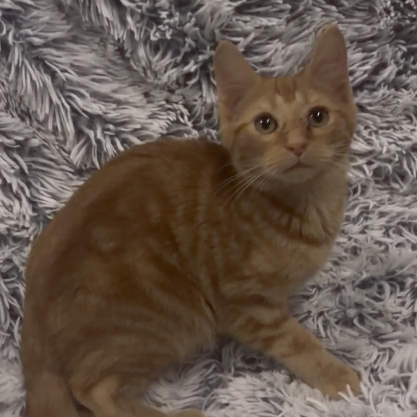 Enlarge Nala, a Adoptable Domestic Short Hair in Mocksville, NC image 4/6