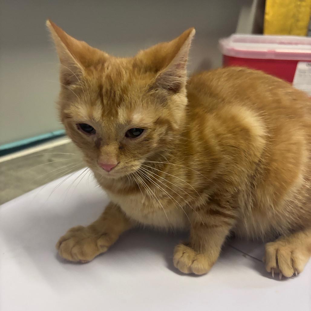 Enlarge Nala, a Adoptable Domestic Short Hair in Mocksville, NC image 5/6