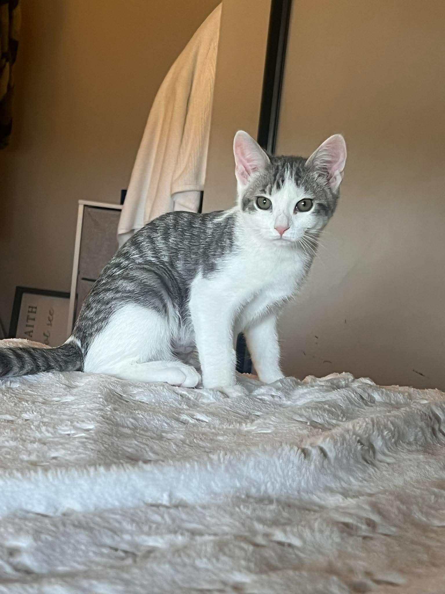 Sprocket, Adoptable, Kitten Female Domestic Short Hair.