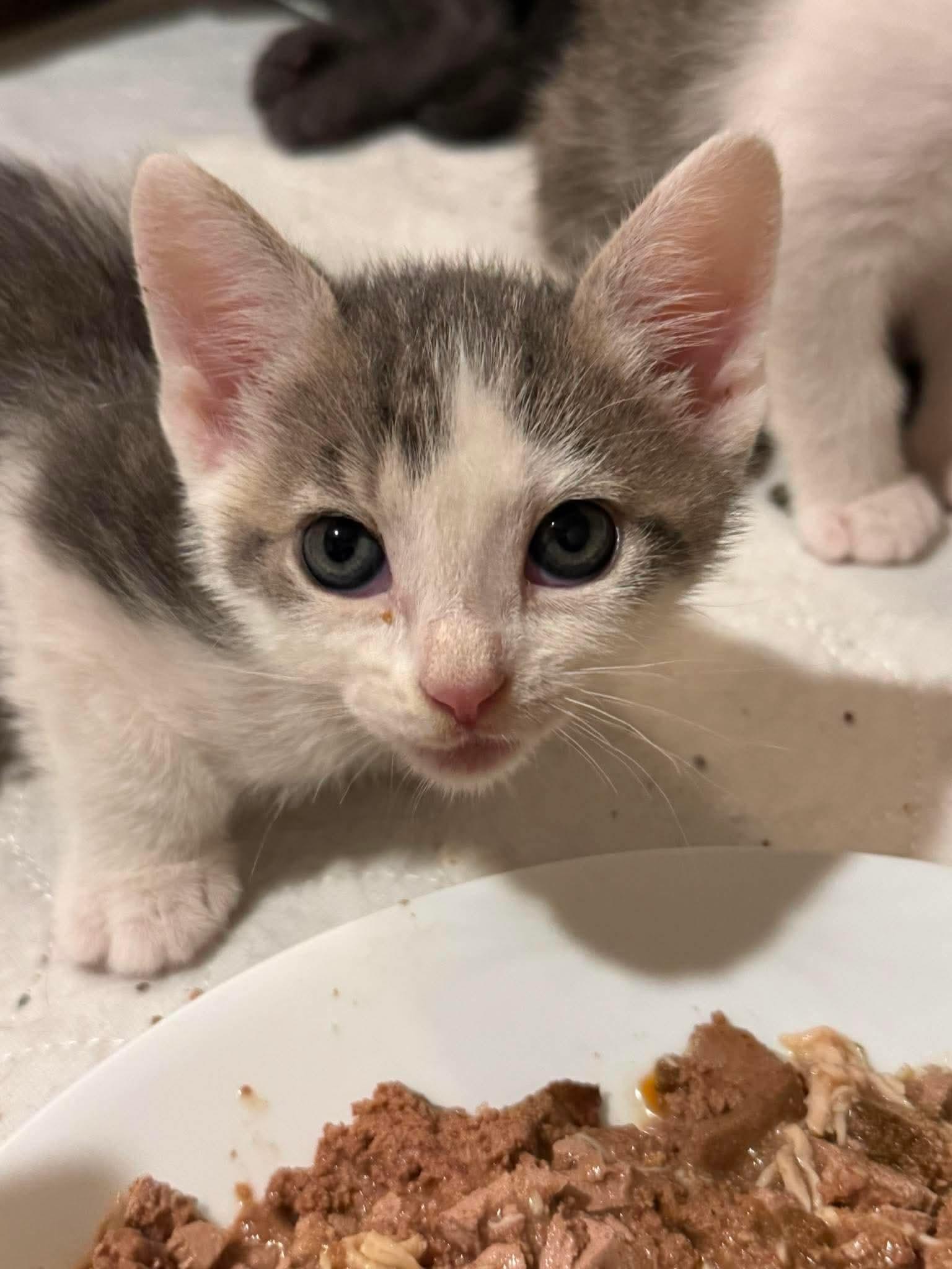 Enlarge Sprocket, a Adoptable Domestic Short Hair in Minneapolis, MN image 2/3