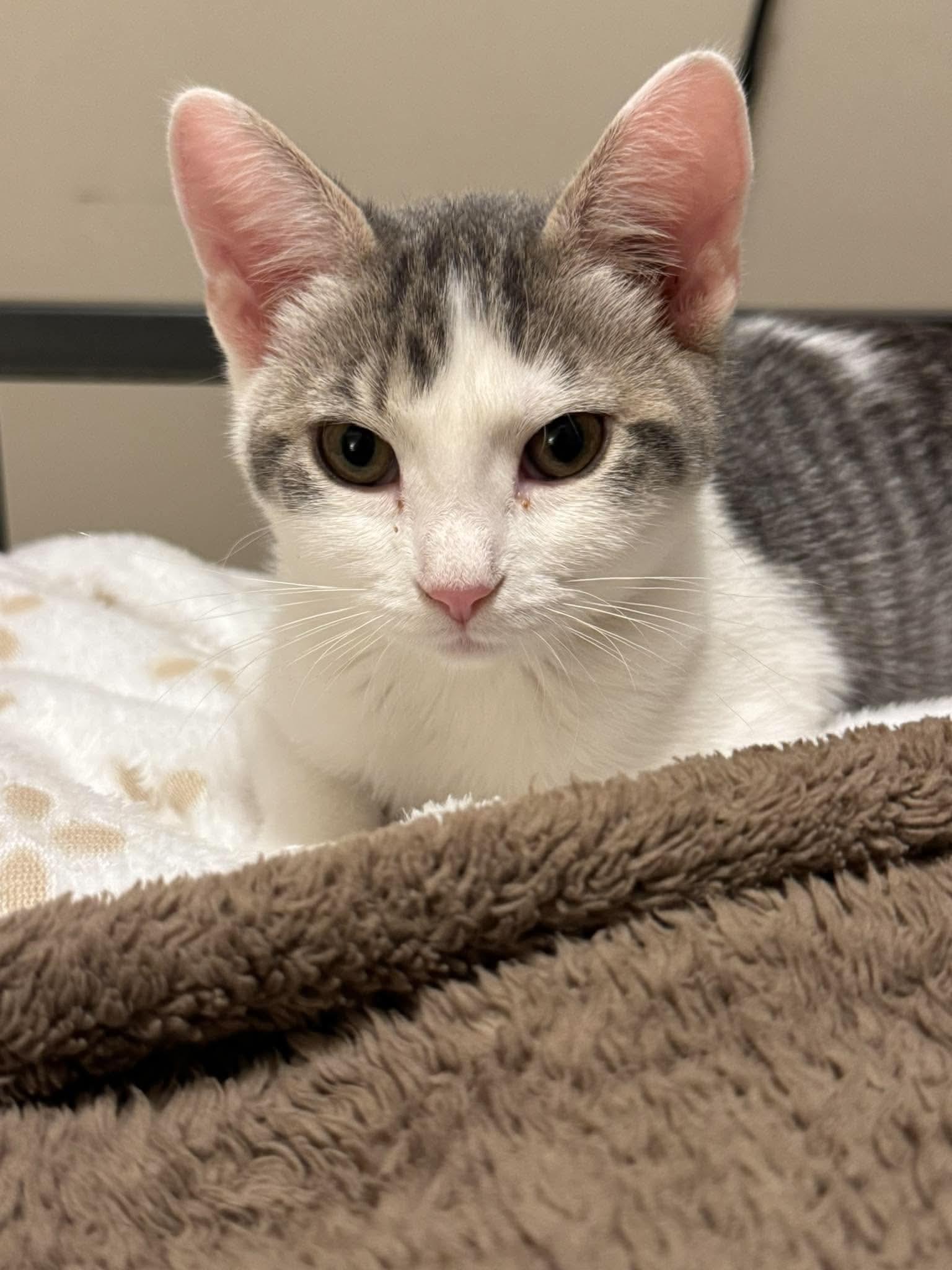 Enlarge Sprocket, a Adoptable Domestic Short Hair in Minneapolis, MN image 2/3