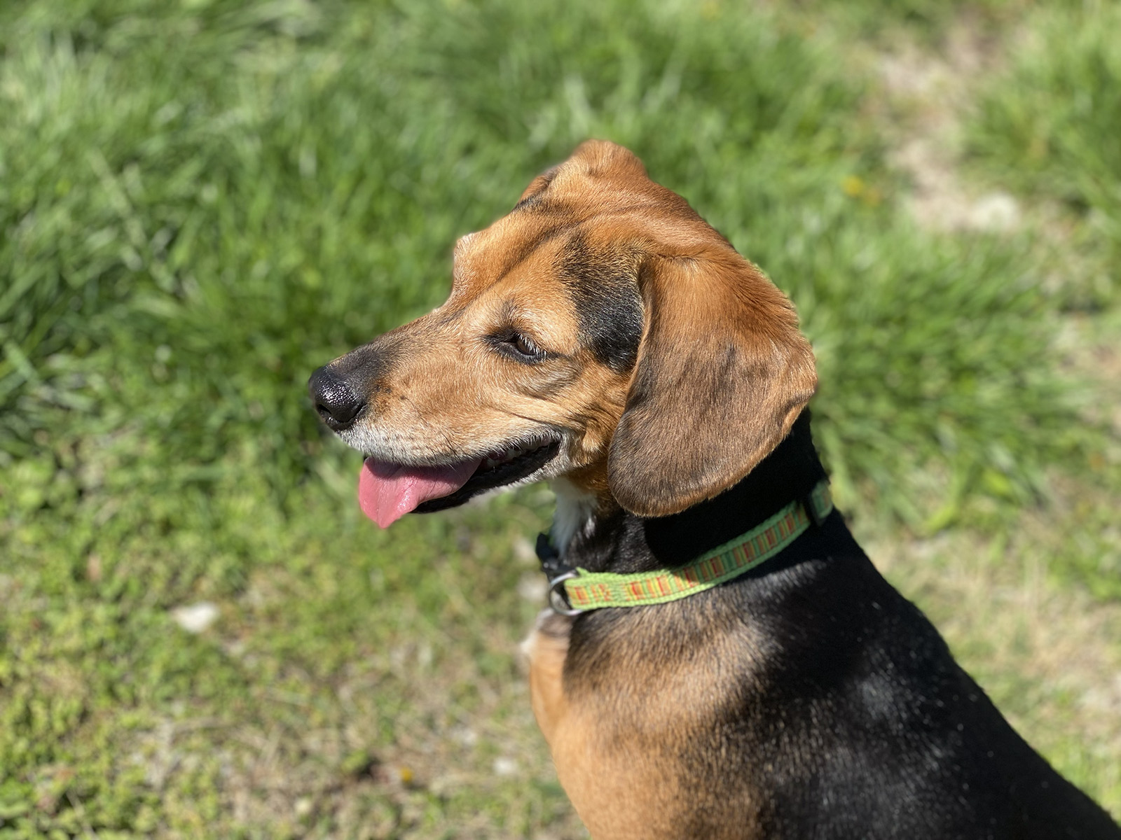 Dory, a Adoptable Beagle in Indianapolis, IN image 2/6