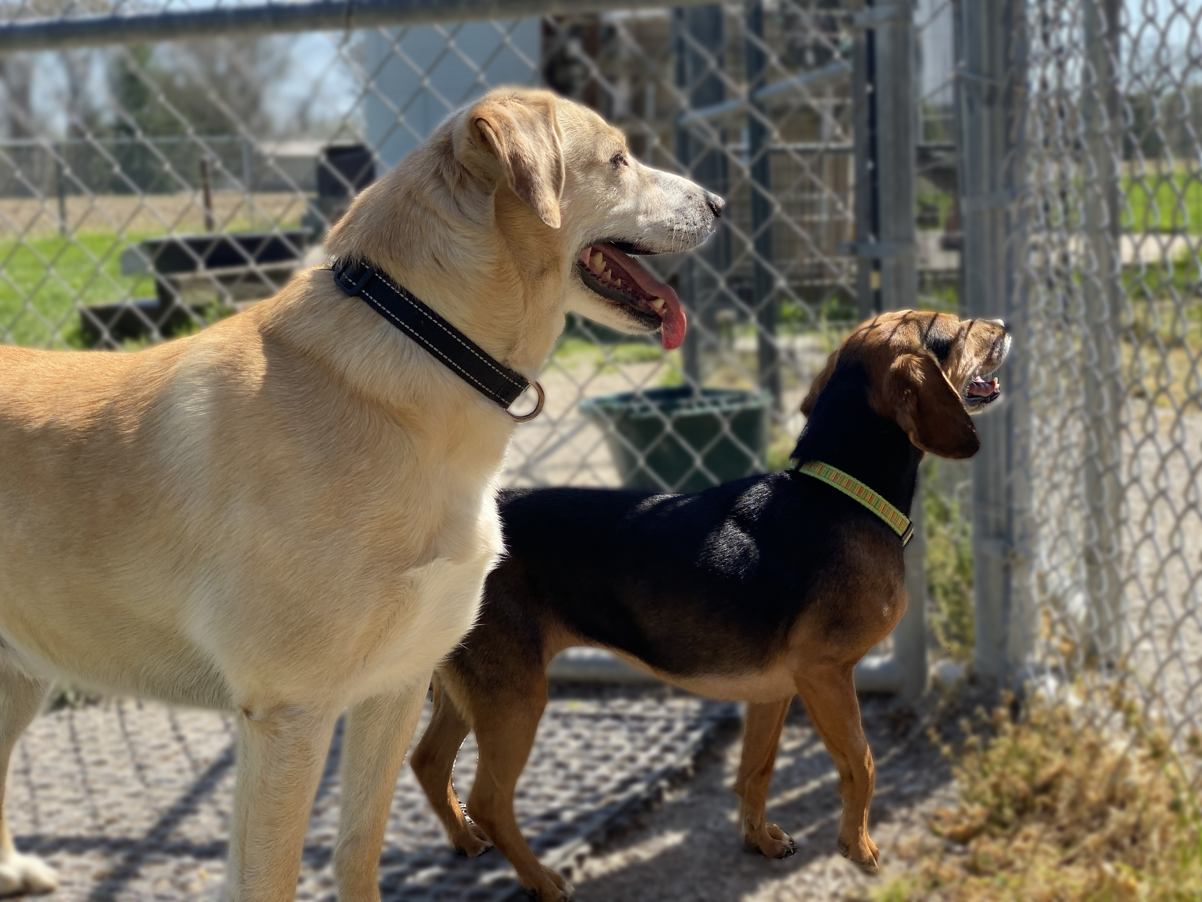 Dory, a Adoptable Beagle in Indianapolis, IN image 4/6