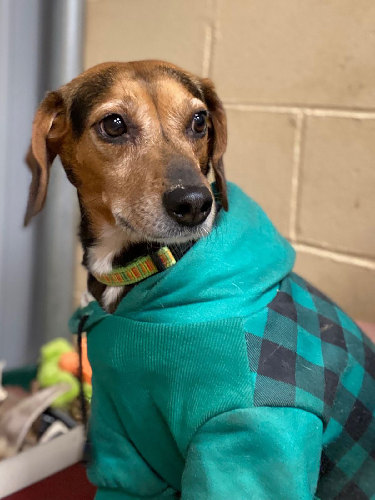 Dory, a Adoptable Beagle in Indianapolis, IN image 1/6