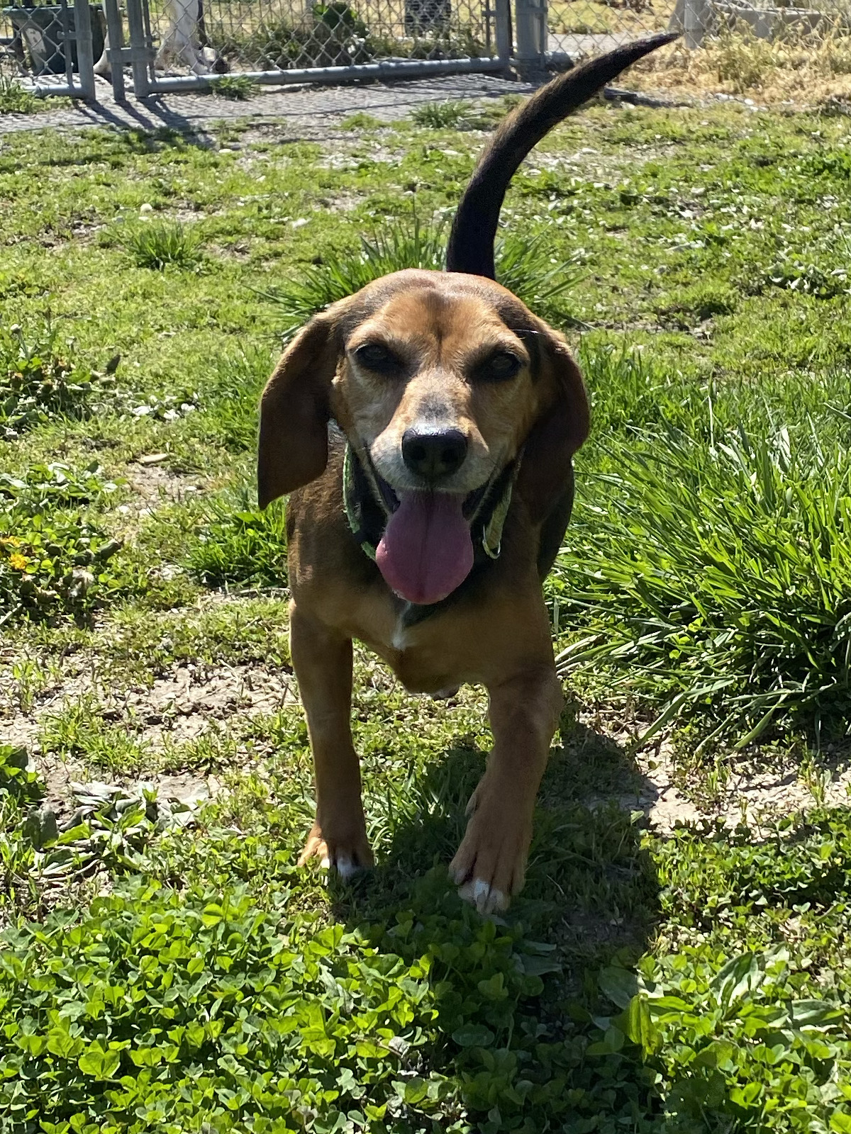 Dory, a Adoptable Beagle in Indianapolis, IN image 3/6