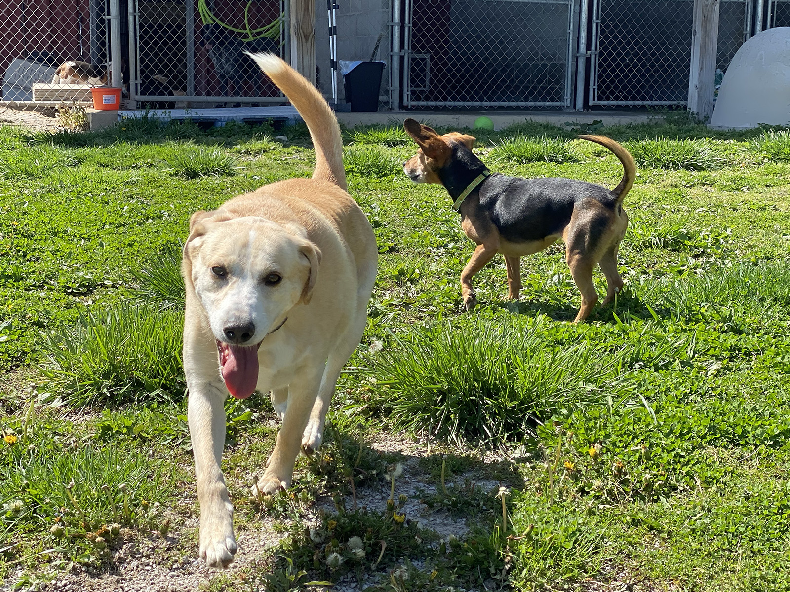 Dory, a Adoptable Beagle in Indianapolis, IN image 6/6