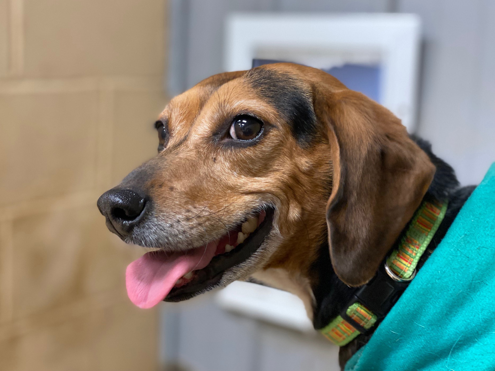 Dory, a Adoptable Beagle in Indianapolis, IN image 5/6
