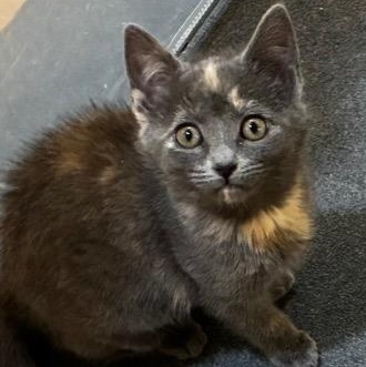 The Butterscotch Bose Twins - Maxi and Mini, a Adoptable Domestic Short Hair in Milwaukee, WI image 1/6