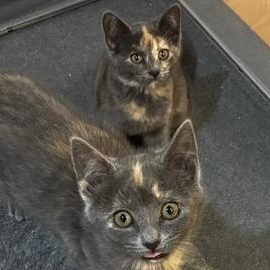 The Butterscotch Bose Twins - Maxi and Mini, a Adoptable Domestic Short Hair in Milwaukee, WI image 2/6