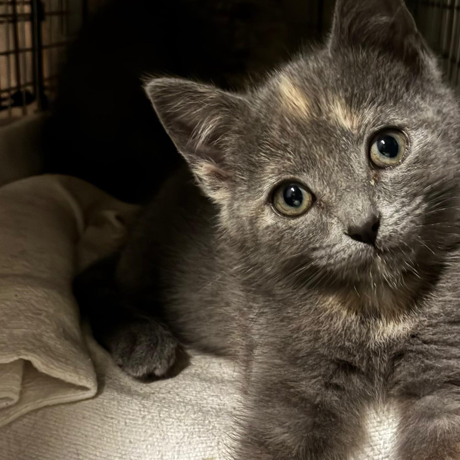 The Butterscotch Bose Twins - Maxi and Mini, a Adoptable Domestic Short Hair in Milwaukee, WI image 6/6