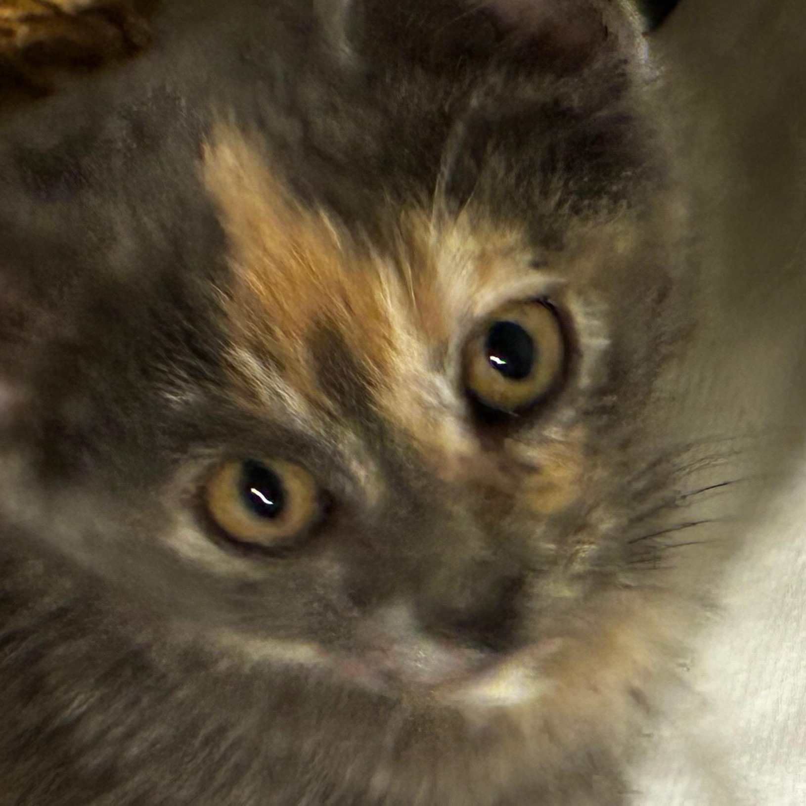 The Butterscotch Bose Twins - Maxi and Mini, a Adoptable Domestic Short Hair in Milwaukee, WI image 5/6