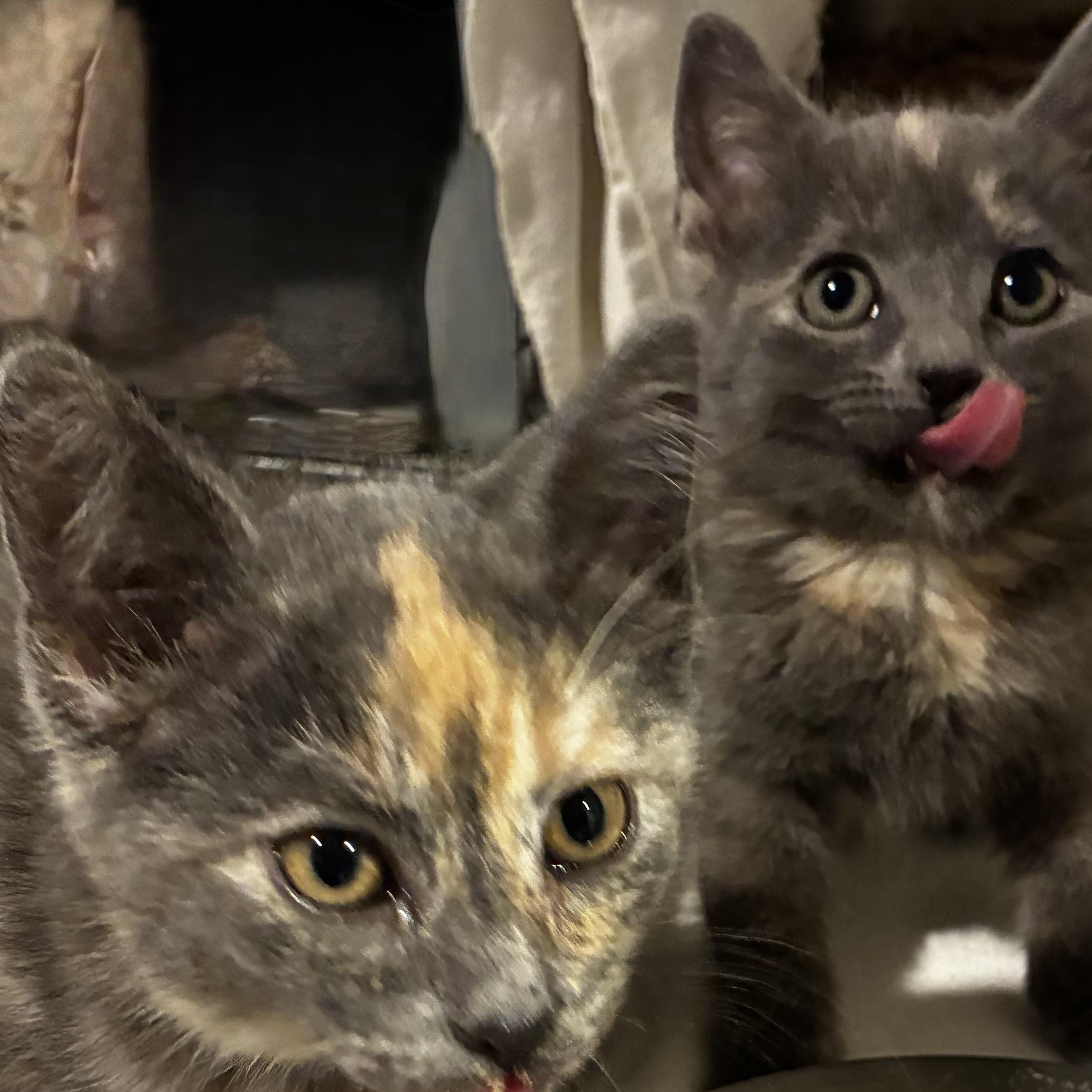 The Butterscotch Bose Twins - Maxi and Mini, Adoptable, Kitten Female Domestic Short Hair.