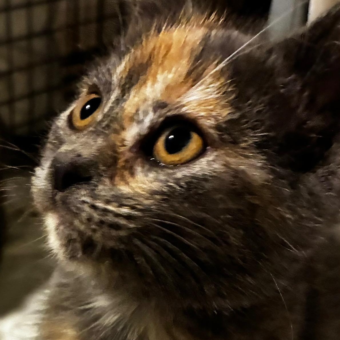 The Butterscotch Twins - Maxi and Mini