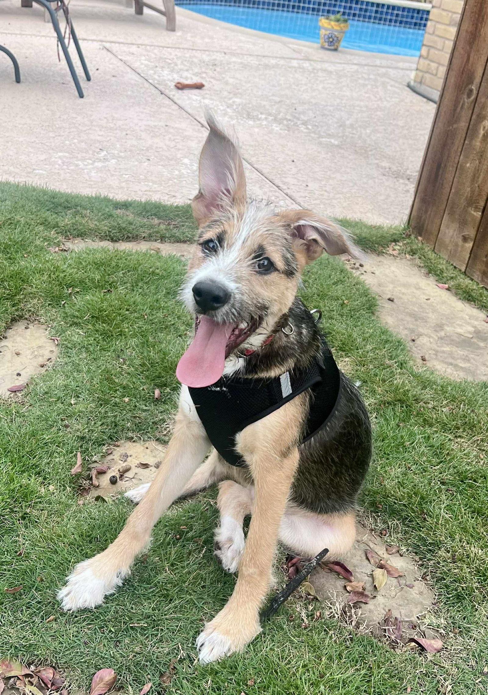 Gizmo, Adoptable, Puppy Male Airedale Terrier.