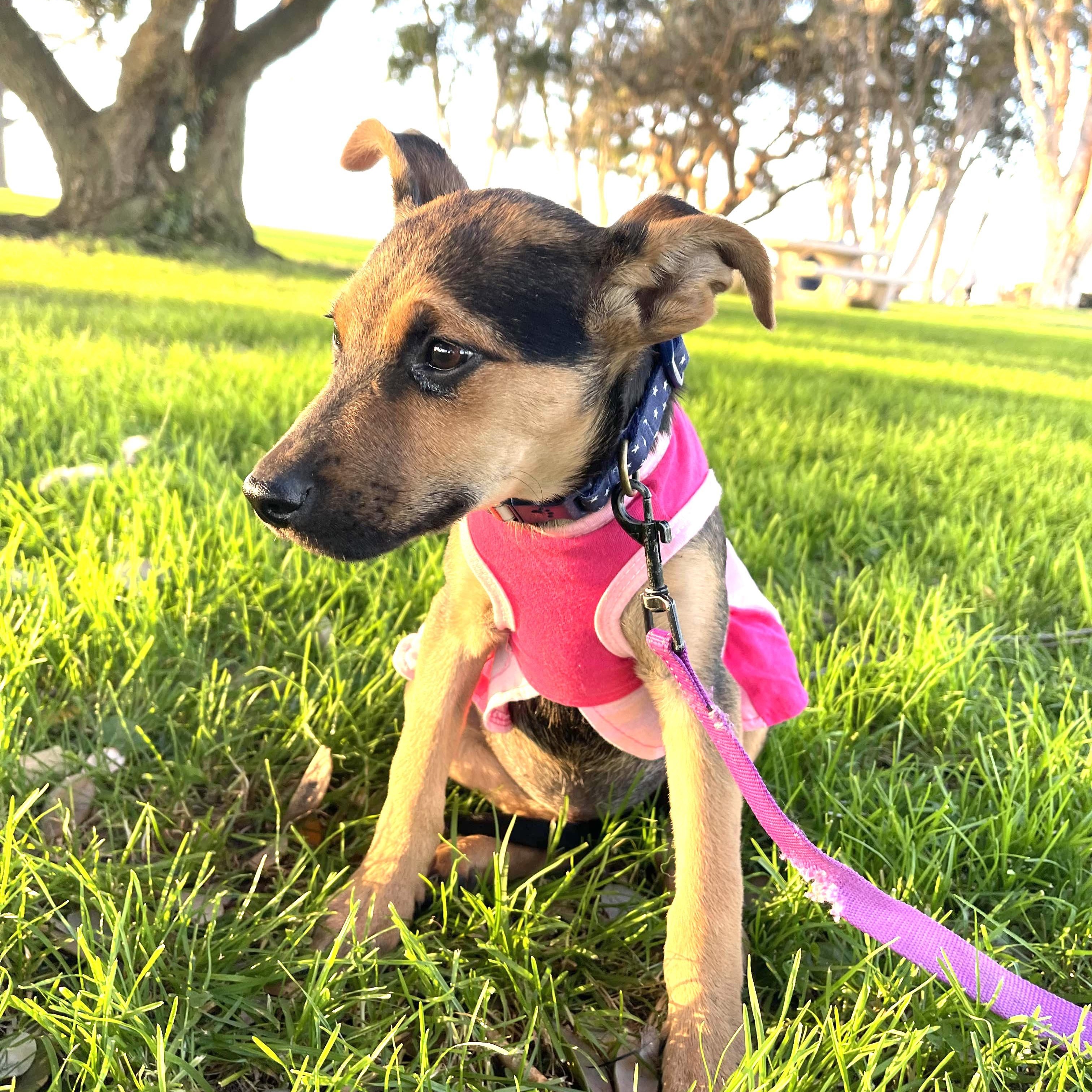 Enlarge CLARITA 5 to 6 months and 25 pounds, a ADOPTABLE mixed breed in Aliso Viejo, CA image 5/5