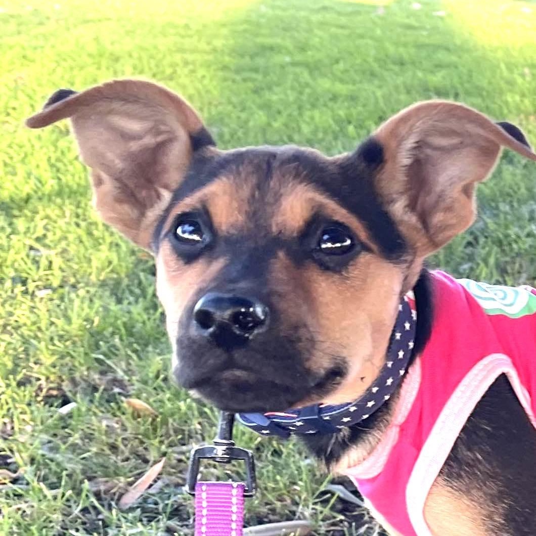 Enlarge CLARITA 5 to 6 months and 25 pounds, a ADOPTABLE mixed breed in Aliso Viejo, CA image 4/5