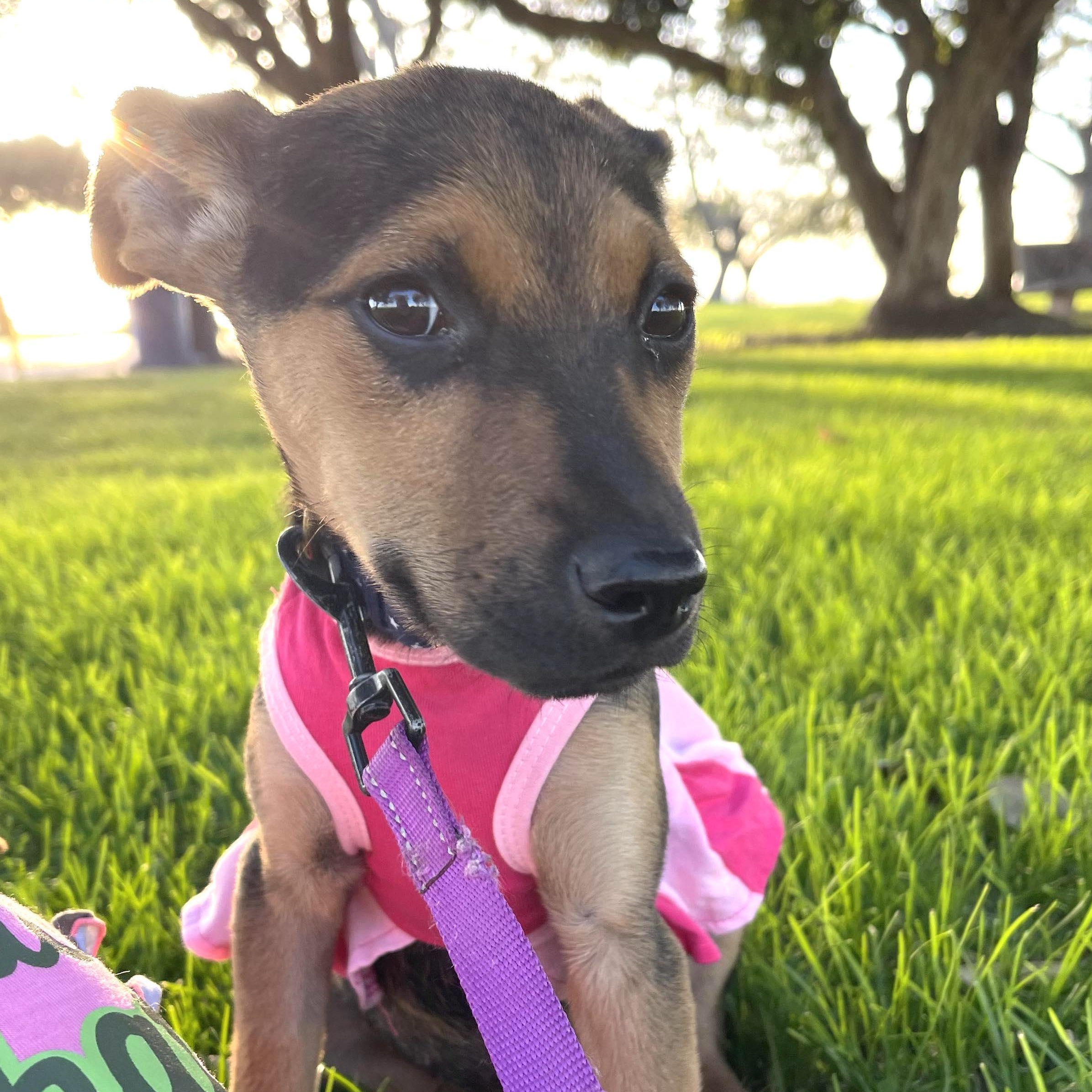 Enlarge CLARITA 5 to 6 months and 25 pounds, a ADOPTABLE mixed breed in Aliso Viejo, CA image 2/5