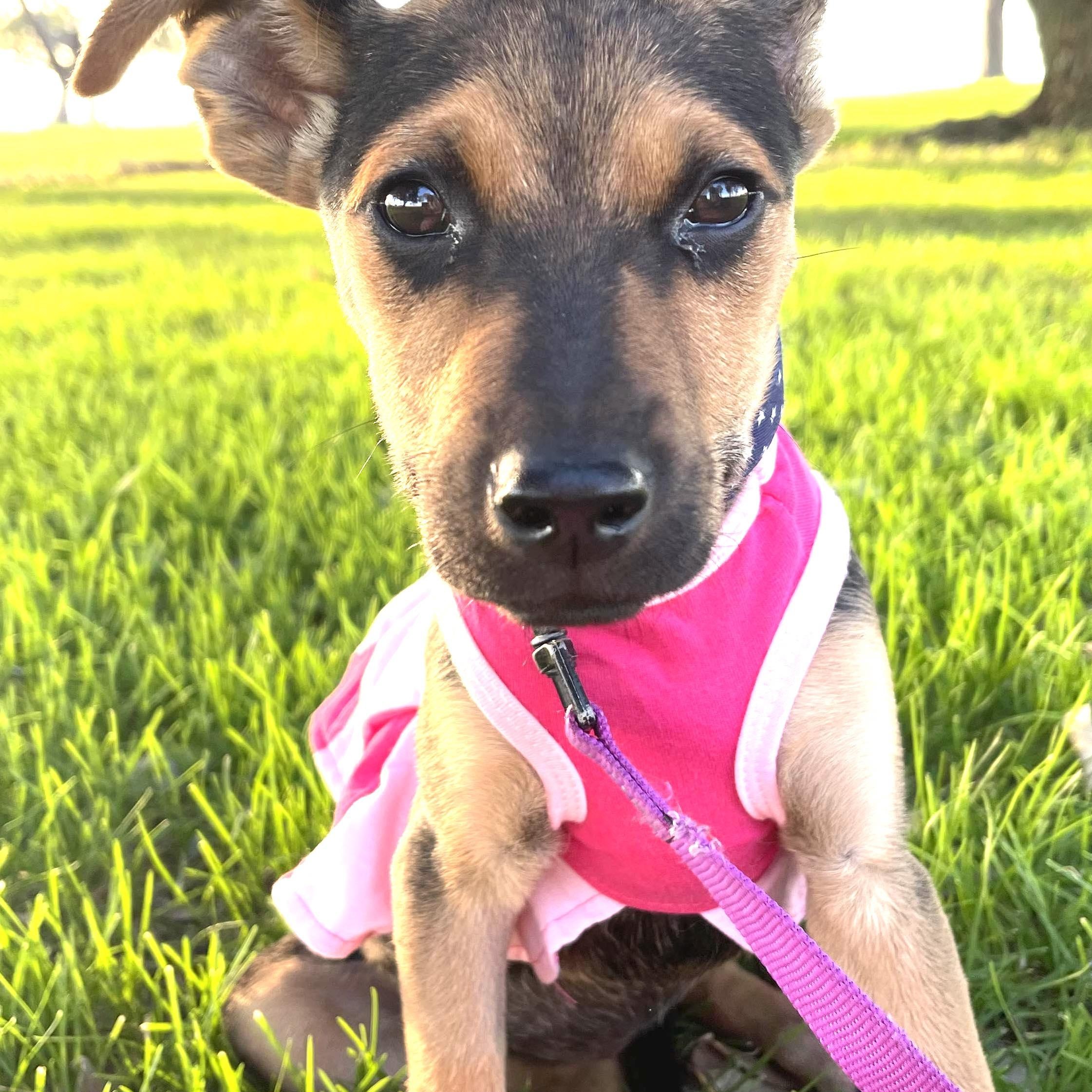 Enlarge CLARITA 5 to 6 months and 25 pounds, a ADOPTABLE mixed breed in Aliso Viejo, CA image 1/5